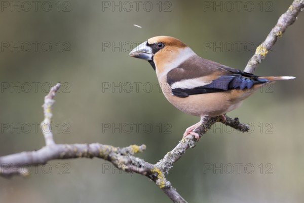 Hawfinch - Kernbeisser - Coccothraustes coccothraustes, Germany