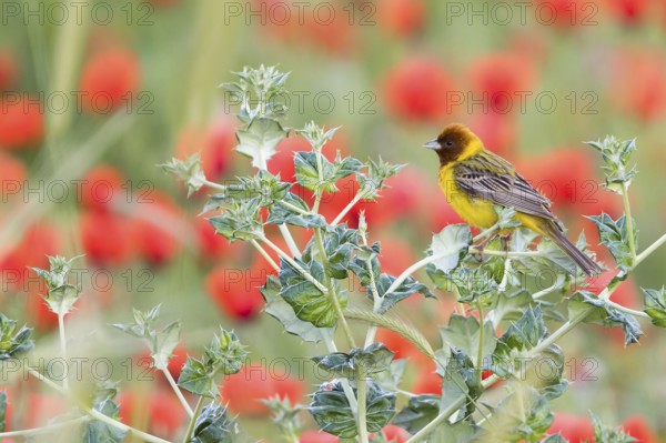 Red-headed Bunting - Braunkopfammer - Emberiza bruniceps, Kyrgyzstan, adult male