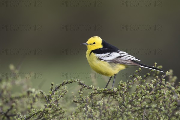 Citrine Wagtail - Zitronenstelze - Motacilla citreola ssp. calcarata, Kyrgyzstan, adult male