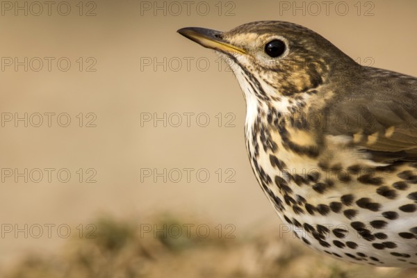 Song Thrush (Turdus philomelos), Aragon, Spain