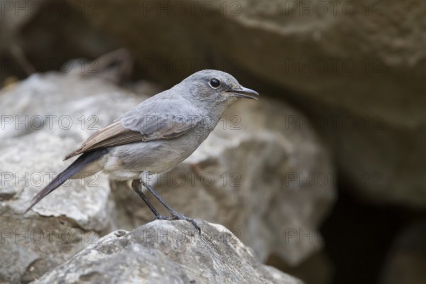 Blackstart - Schwarzschwanz - Cercomela melanura ssp. neumanni, Oman