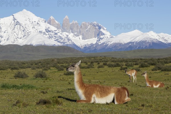 Guanaco (Lama guanicoe) herd on mountain plateau grassland in front of snowy mountains, Andes, Chile