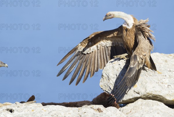 Griffon Vulture (Gyps fulvus), Mallorca, Spain