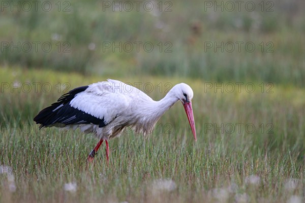White Stork (Ciconia ciconia) male foraging, North Rhine-Westphalia, Germany