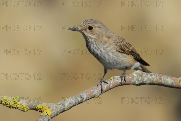 Spotted Flycatcher (Muscicapa striata) perched on lichen branch, Andalusia, Spain