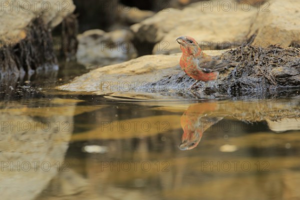 Red Crossbill (Loxia curvirostra) male drinking at waterhole, Andalusia, Spain