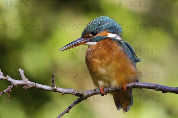 Common Kingfisher (Alcedo atthis) female perched on a branch, Mecklenburg-Western Pomerania, Germany