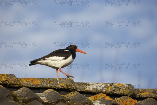 Eurasian Oystercatcher (Haematopus ostralegus) walking on the ridge of a roof, Netherlands