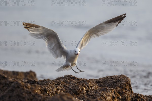 Audouin's Gull (Ichthyaetus audouinii) landing, Spain