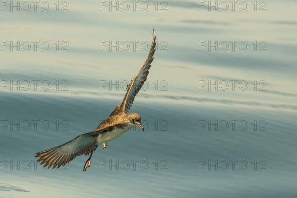 Yelkouan Shearwater (Puffinus yelkouan) flying, Tuscany, Italy