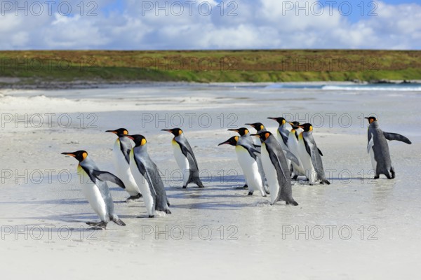 Group of king penguins coming back together from sea to beach with wave a blue sky, Volunteer Point, Falkland Islands. Wildlife scene from nature. cold winter with penguins. Animal from Antarctica