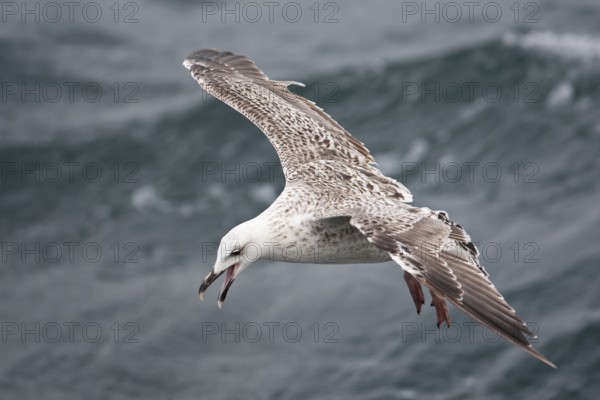 Great Black-backed Gull (Larus marinus) juvenile flying, North Sea, Germany