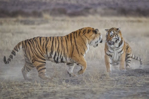 Bengal Tiger (Panthera tigris) two females fighting, captive, Philippolis, South Africa