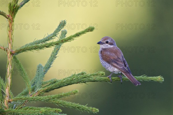 Red-backed Shrike (Lanius collurio) female perched on a branch, Hesse, Germany