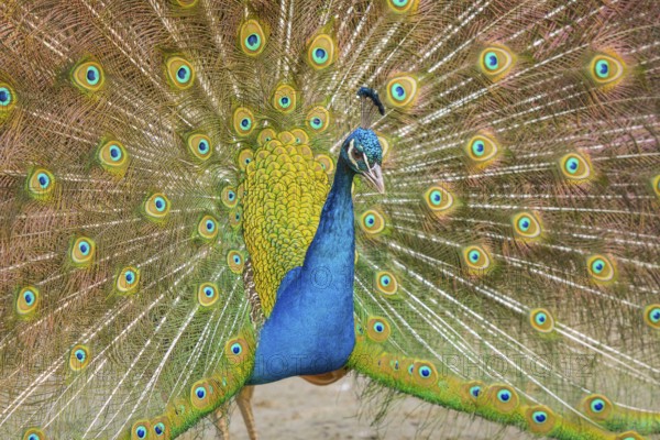 Indian Peafowl (Pavo cristatus), male at courtship display, Castilla Leon, Spain