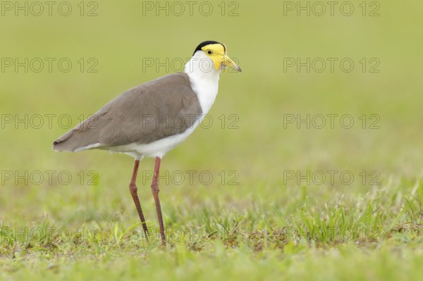 Masked Lapwing (Vanellus miles) juvenile, Queensland, Australia