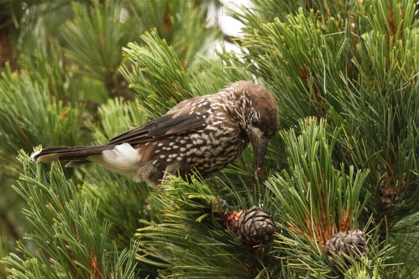 Spotted Nutcracker (Nucifraga caryocatactes) perched in a Swiss pine (Pinus cembra) tree, Bavaria, Germany