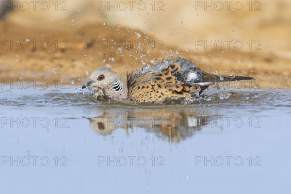 European Turtle Dove (Streptopelia turtur) bathing, Negev, Israel