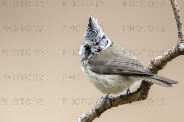European Crested Tit (Lophophanes cristatus) perched on a branch, Bialowieza National Park, Poland