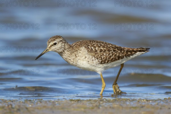 Wood Sandpiper (Tringa glareola) foraging, Lesvos, Greece