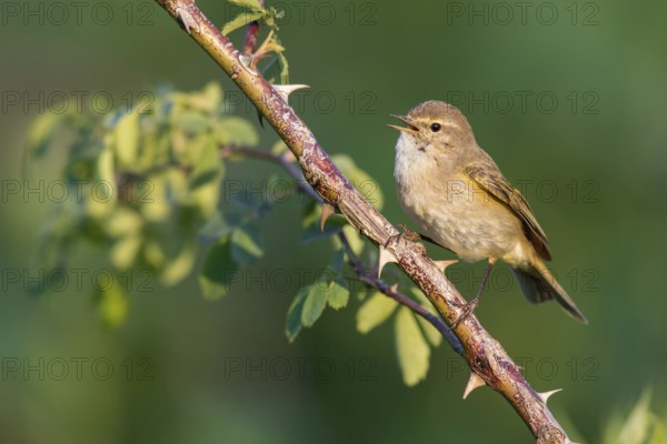 Common Chiffchaff (Phylloscopus collybita) singing from a thorny branch, Poland