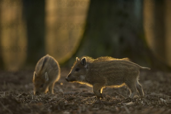Unter dicken Bäumen... Wildschweinfrischlinge *Sus scrofa*, Frischlinge bei der Nahrungssuche