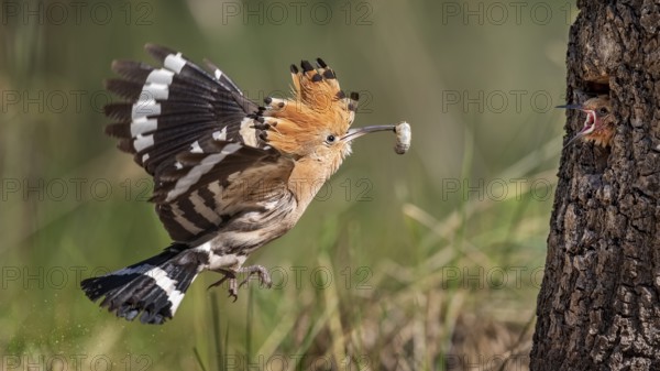 Eurasian Hoopoe (Upupa epops) feeding juvenile in breeding cavity, Saxony-Anhalt, Germany