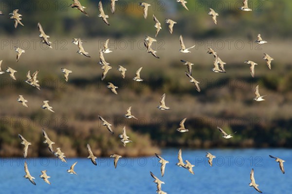 Kentish Plover (Charadrius alexandrinus) group flying, Mallorca, Spain