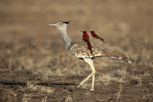 Arabian Bustard (Ardeotis arabs) with Northern Carmine Bee-eater (Merops nubicus) on its back, Aledeghi National Park, Ethiopia