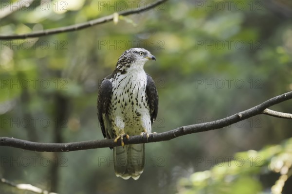 Honey buzzard (Pernis apivorus) sitting on a branch, North Rhine-Westphalia, Germany
