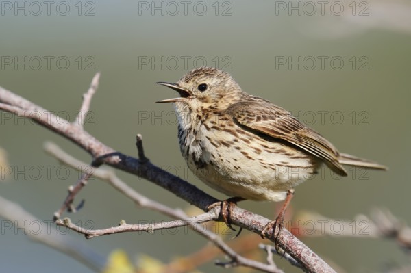 Meadow pipit (Anthus pratensis) sits singing on a branch, Schleswig-Holstein, Germany