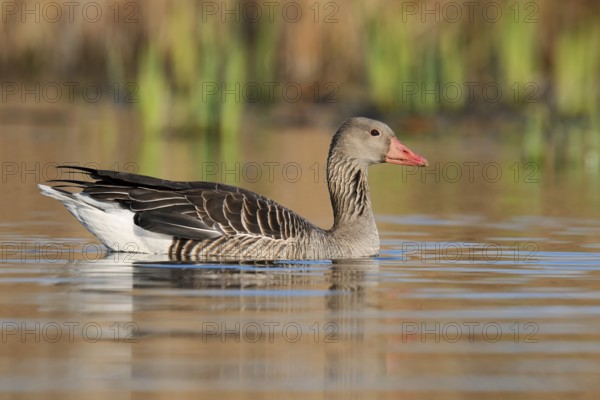 Greylag goose (Anser anser) swimming, North Rhine-Westphalia, Germany