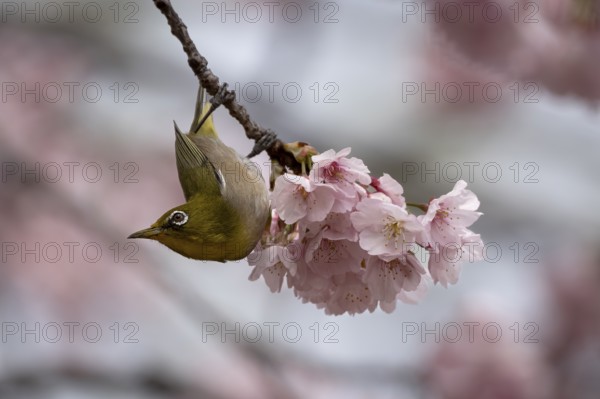 Japanese White-eye (Zosterops japonicus), in cherry tree, Chiyoda, Tokyo Prefecture, Tokyo, Japan