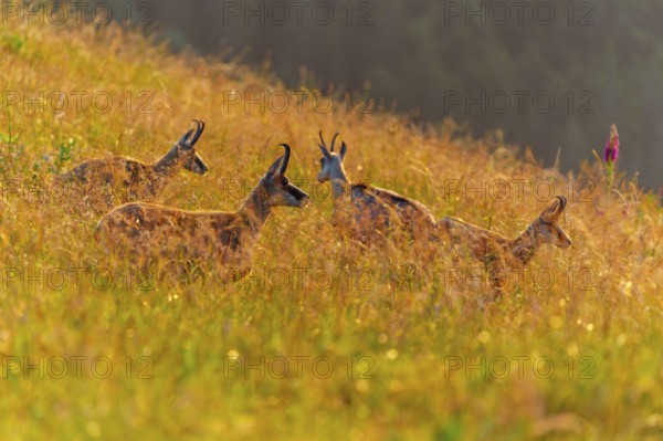Several chamois standing in a meadow in the golden light of sunset, chamois, chamois, (Rupicapra rupicaprae), wildlife, Vosges, France