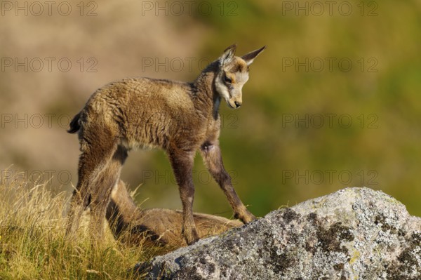 A young chamois stands on a rock, surrounded by grass, in a natural environment, chamois, chamois, (Rupicapra rupicaprae), fawn, wildlife, Vosges, France