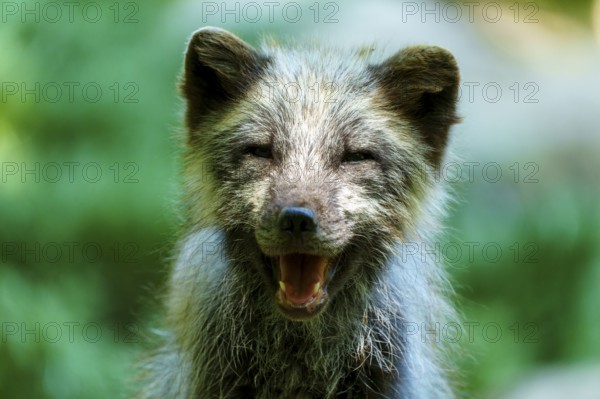Close-up of a smiling fox in a forest, showing a happy and friendly demeanour, Arctic fox, (Alopex lagopus) Germany