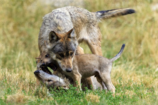 Young wolf playfully engages with an adult wolf in the meadow, Timberwolf, wolf, American wolf, (Canis lupus lycaon), pup, Germany
