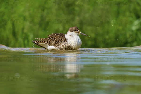 Bird swimming in the water, surrounded by green nature, Ruff (Calidris pugnax), spring, France