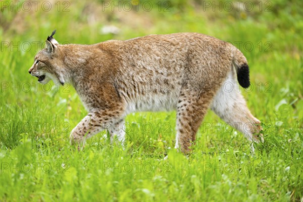 Eurasian lynx (Lynx lynx) walking in the grass, Bavaria, Germany