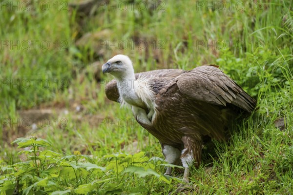 Eurasian griffon vulture (Gyps fulvus) on a meadow, Bavaria, Germany