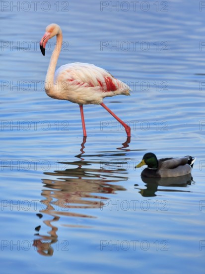 Pink flamingo (Phoenicopterus roseus), striding in the pond, Pont de Gau Bird Park, Saintes-Maries-de-la-Mer, Camargue Regional nature park Park, France
