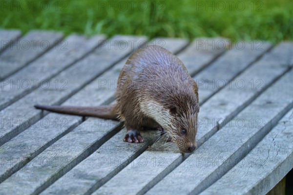 European otter (Lutra lutra), with wet fur examining a wooden surface, Germany