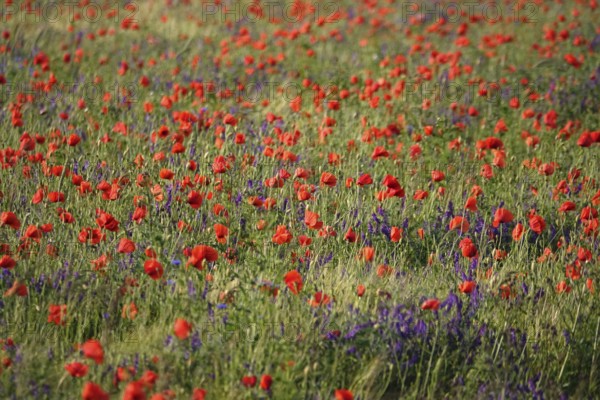 Beautiful picturesque poppy field, June, Germany