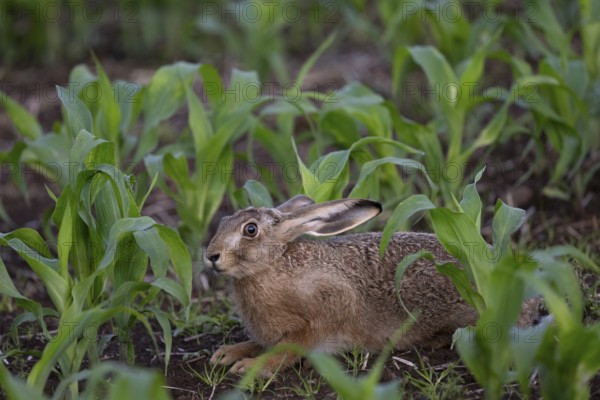 Brown hare in a maize field, Wittlich, Rhineland-Palatinate, Germany