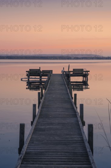 View along a footbridge on which a great egret (Ardea alba, Syn.: Casmerodius albus, Egretta alba) is standing in the evening light, landscape photo, nature photo, Mardorf, Steinhuder Meer, Neustadt am Rübenberge, Hanover Region, Lower Saxony, Germany