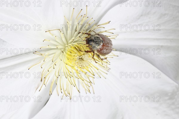 Cockchafer, field cockchafer (Melolontha melolontha), female on a clematis flower, Wilnsdorf, North Rhine-Westphalia, Germany