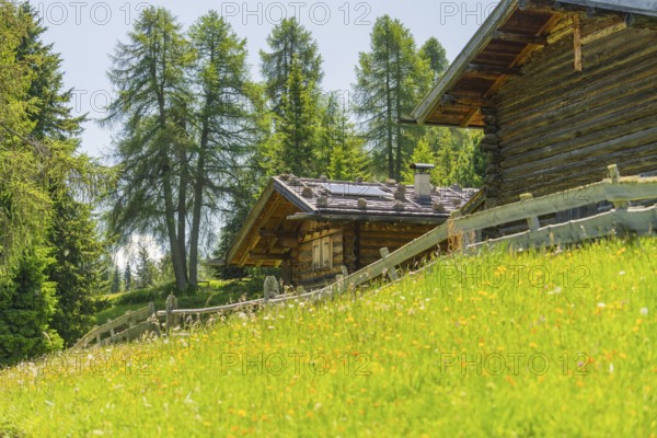 Rustic wooden huts on a gentle meadow surrounded by trees, Alpe di Siusi, Dolomites, South Tyrol, Italy