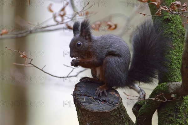 Dark variant... Eurasian red squirrel (Sciurus vulgaris), goblin of the forest, adult animal, sits in a tree on a branch stump, eats beechnuts, native nature, Meerbusch, Rhineland, North Rhine-Westphalia, Germany, Western Europe