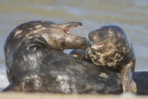 Grey seal (Halichoerus grypus) two adult animal seals during their courtship love display on a beach, England, United Kingdom