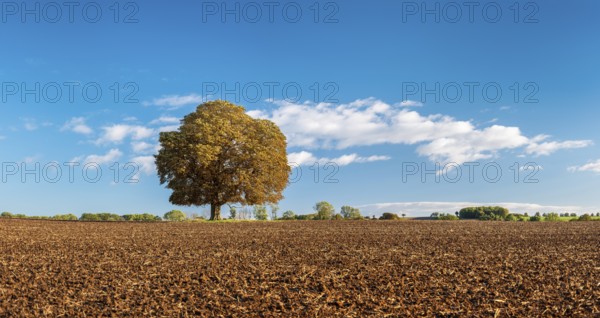 Ploughed field with solitary horse chestnut under a blue sky with white clouds in autumn, Bad Bibra, Saxony-Anhalt, Germany